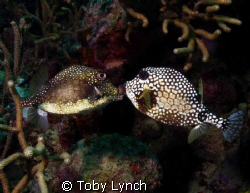 Opposites really do attract!! by Toby Lynch 